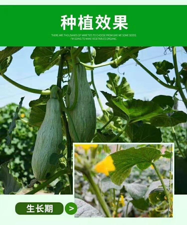 蜜瓜种子11.jpg