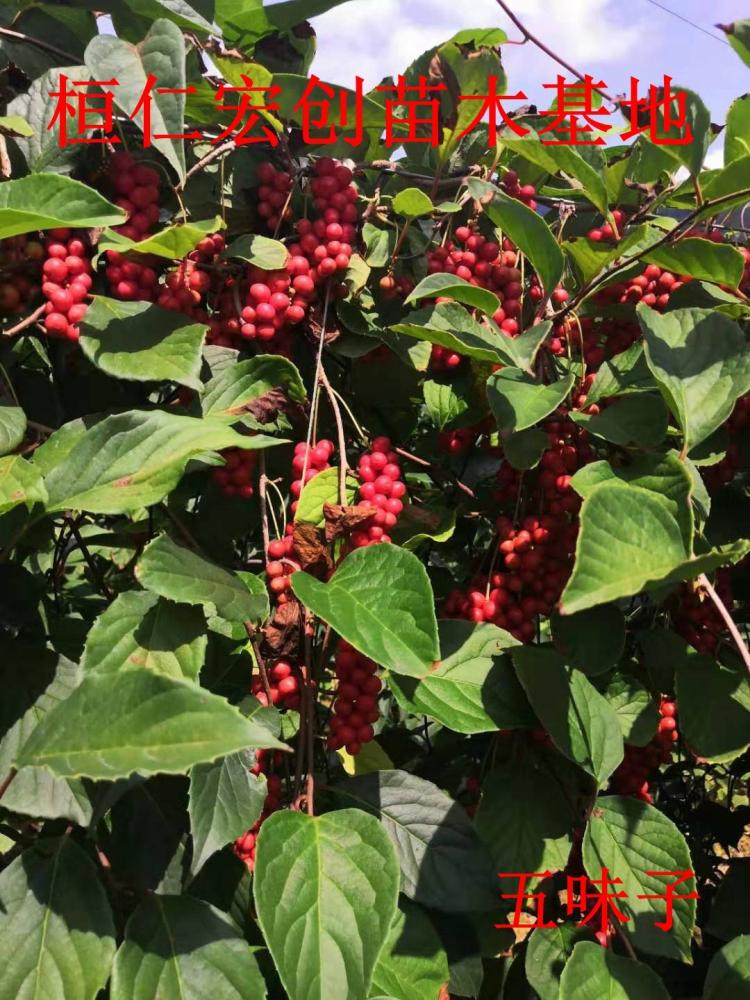 五味子为木兰科植物五味子[schisandra chinensis(turcz.)baill.