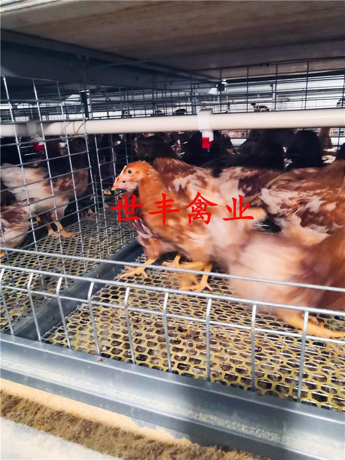【罗曼粉青年鸡】高质量农蛋鸡育成鸡 优质罗曼粉育成鸡 海兰褐脱温鸡
