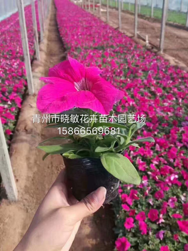 【青州草花基地】青州草花种植基地