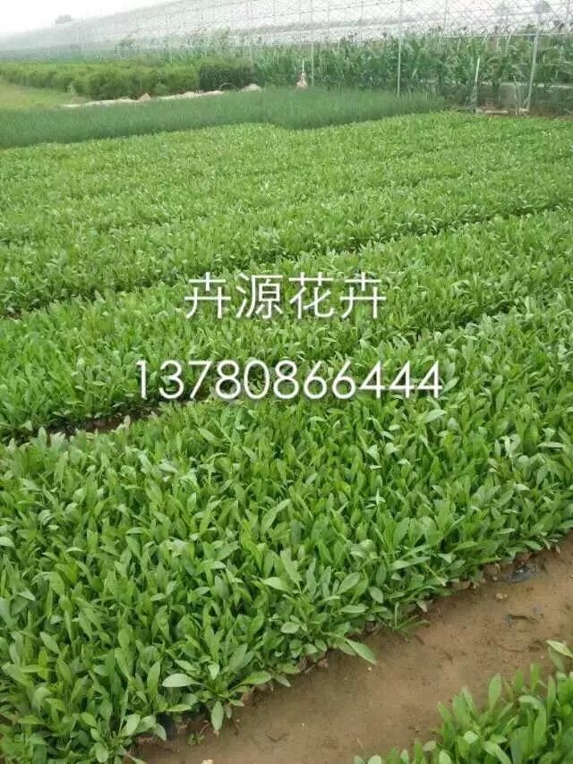 金雞菊7.jpg