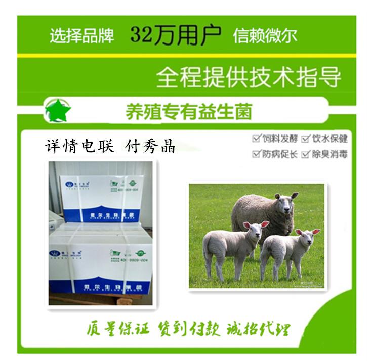 育肥羊消化不良-羊益生菌調(diào)節(jié)腸道