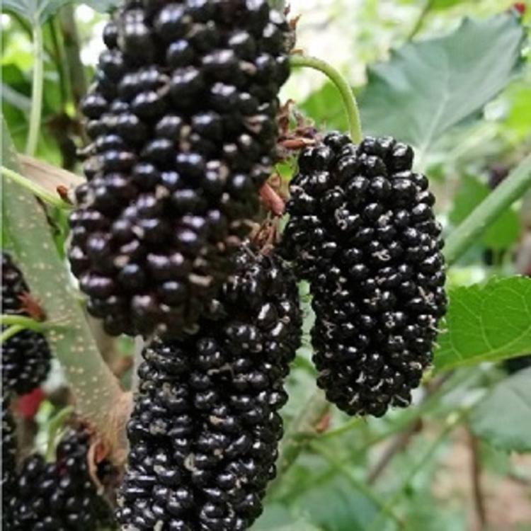 供應果桑苗 桑葚種植技術 大型玫瑰果桑樹苗批發(fā)