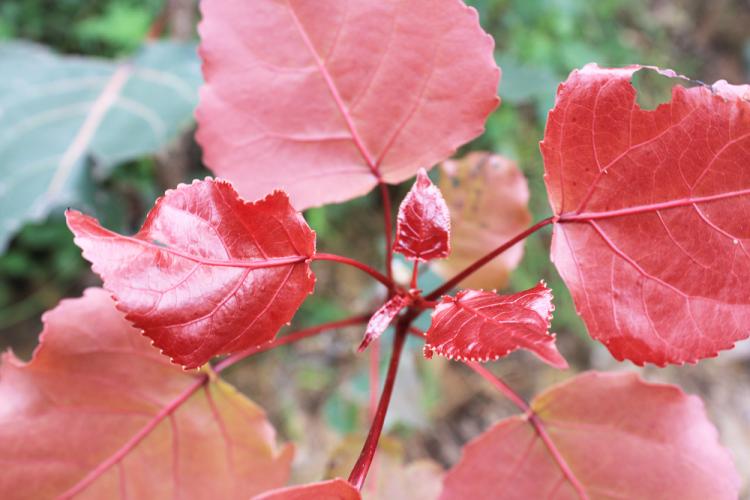 批發(fā)紅葉楊樹 彩虹楊樹苗 金紅楊樹苗造林苗木小樹苗綠化工