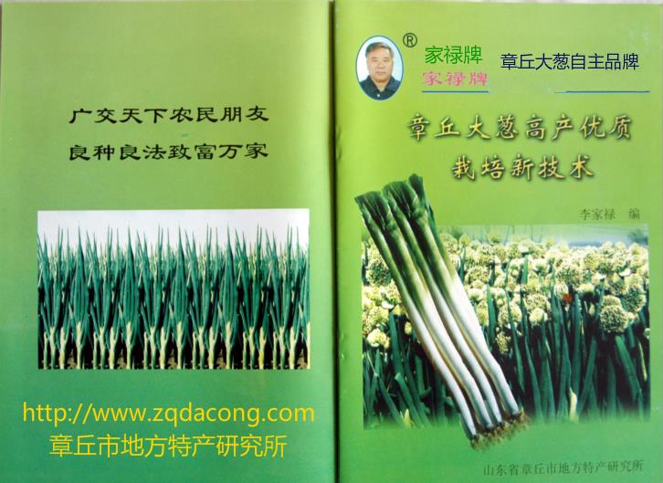 家祿牌大蔥種子纏線直播大蔥種植新技術 山東大蔥種植實現機械化