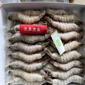 冷凍肉質(zhì)品 冷凍水產(chǎn)品 菌類 冷凍鮑魚 羊豬牛雞豬肉