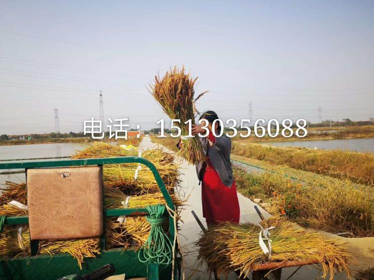 水面种植水稻  人工浮岛成本 生态浮岛水稻产量